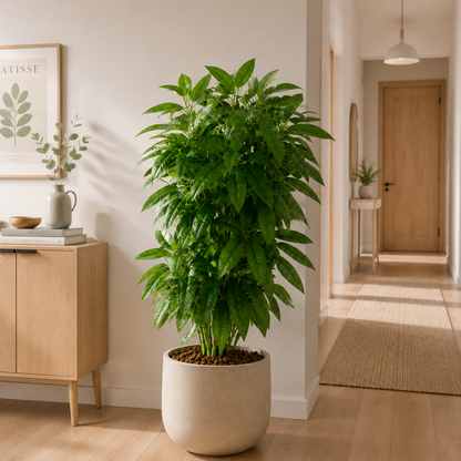 Tall Large Artificial Money Tree - 24 Ultra-Lush Silk Leaves, Heavy-Duty Braided Trunk | Deluxe Faux Pachira Aquatica for Luxury Home, Studio & Commercial Decor (No Decorative Planter)